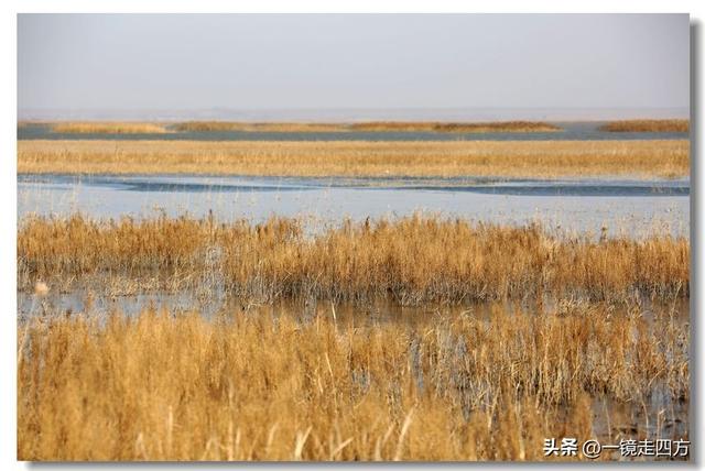 深秋时节，走进长春农安的波罗湖湿地