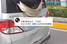 面包车大哥钓到大鱼后挂在车尾，高调游街，迟早笑死在评论区图片