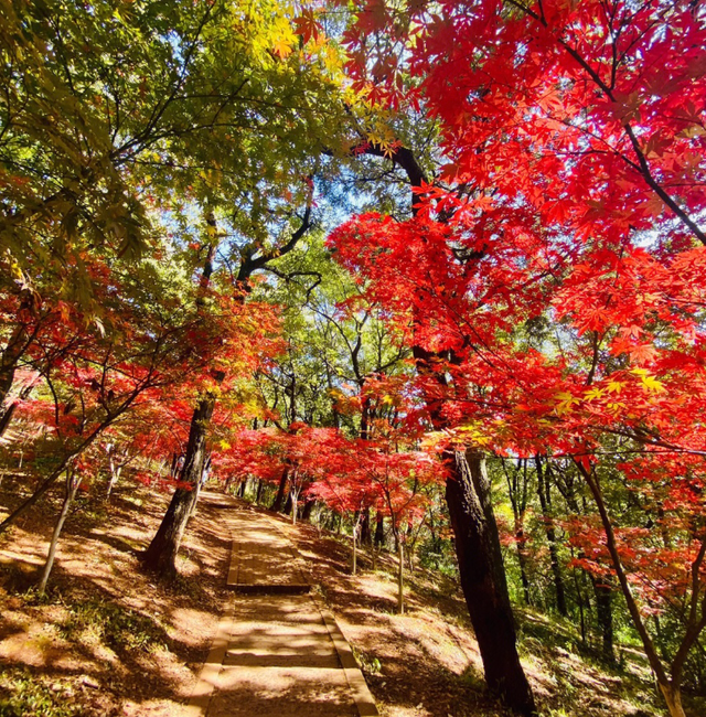云南昆明最大的赏枫胜地，有6000余株枫树，红叶与古寺相映成趣