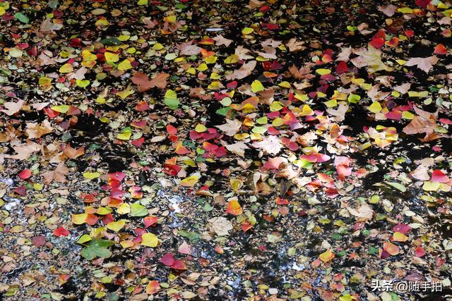 秋色绚烂，上海闵行红园乌桕色彩斑斓梦幻如画