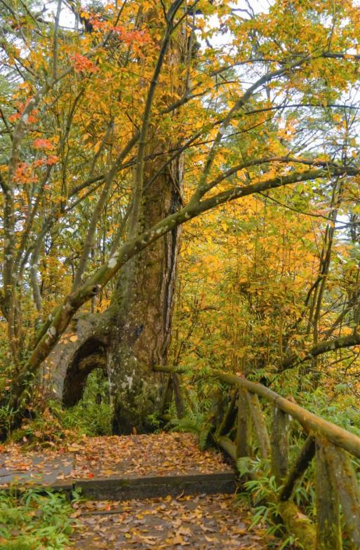 最佳观赏期！雅安的红叶彩林“封神”啦！