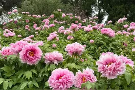 今天起，免费4天，快来打卡！图片