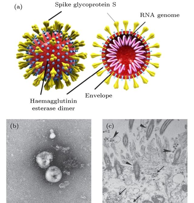 在室内环境里病毒能够存活多久？被侵染后	，环境需要全面消毒吗？