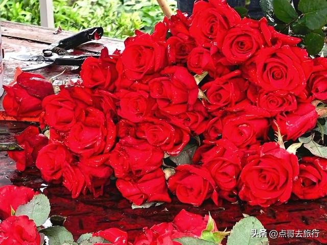 成都玫瑰、月季花开爆了，免费才最美，采摘玫瑰低至1元，划算！