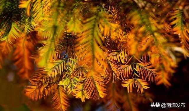 南漳：水杉大道绘就冬日绝美画卷‌