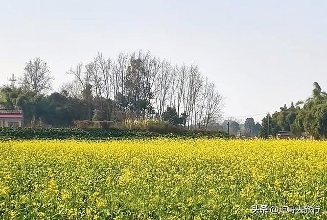 成都春天最美花开了，既壮观又唯美，这4处全免费，地铁公交可达