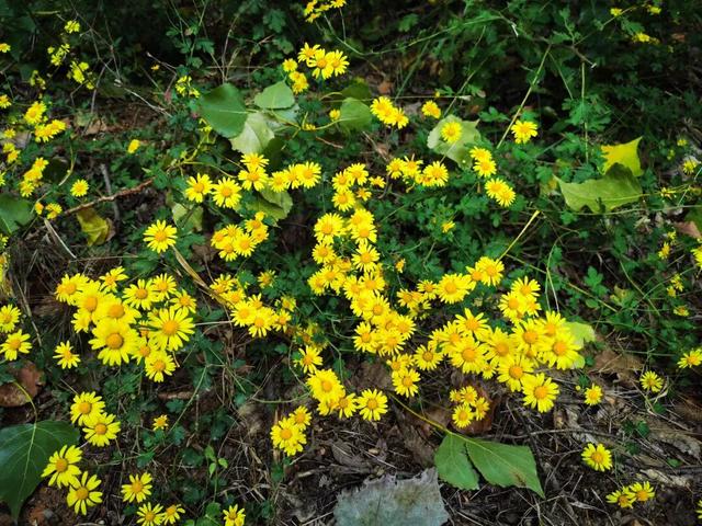 重阳节登高望远