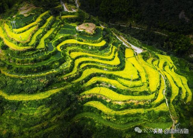国庆假期哪里去！温州这里的金色梯田到了最佳观赏时节了
