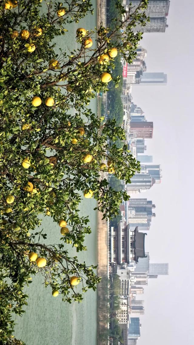 橘子洲，又见橘红染湘江