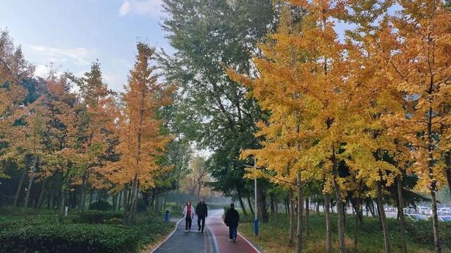 有“杏”遇见！薛城这些银杏林藏着最绚烂的秋天！