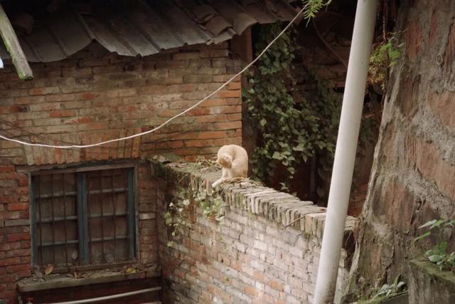 从成都出发，在龙泉山东麓邂逅一座千年场镇的温柔