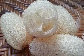 一个中药，家家都有，治好陈年老腰痛，浑身疼痛都能消！图片