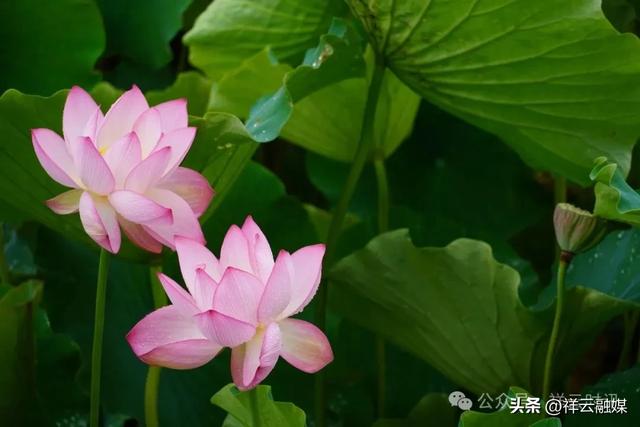 祥云:以湖为媒,邀您共赴一场浪漫之约