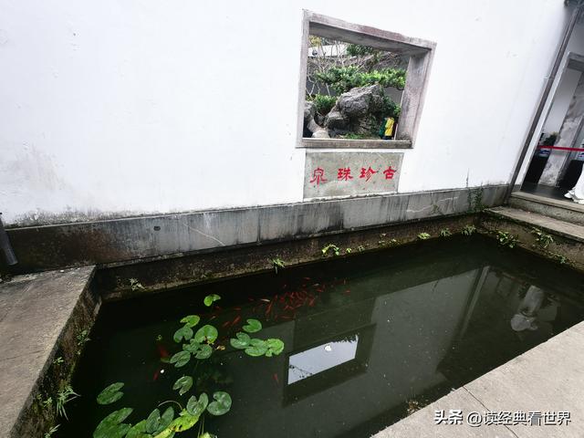 杭州植物园的菊花展——一场关于菊花的饕餮盛宴（一）