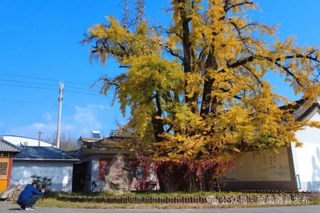 邂逅千年银杏，共赴一场时光之约
