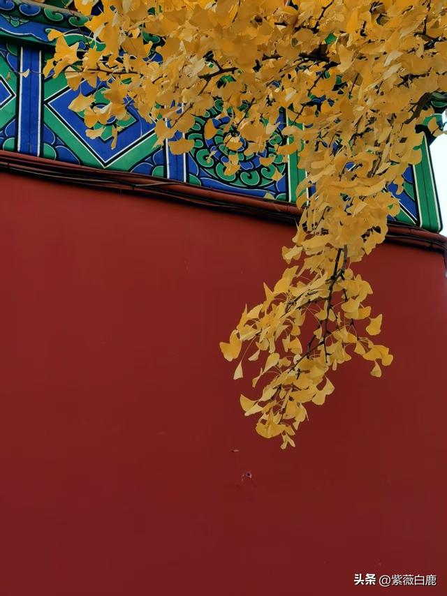 这个秋天，我在地坛