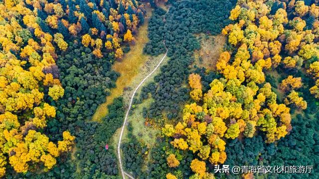 【秋日青海】假期邂逅乡趣卡阳，在云雾与秋色中共舞