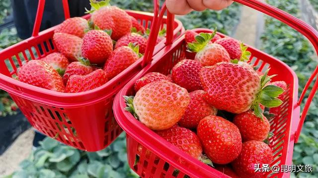 别再问昆明哪里能摘草莓了!收下这份采摘地图,直接抄作业→