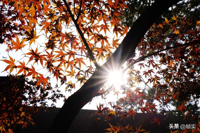 层林尽染，上海红叶特色公园闵行红园枫叶色彩斑斓进入最佳观赏季