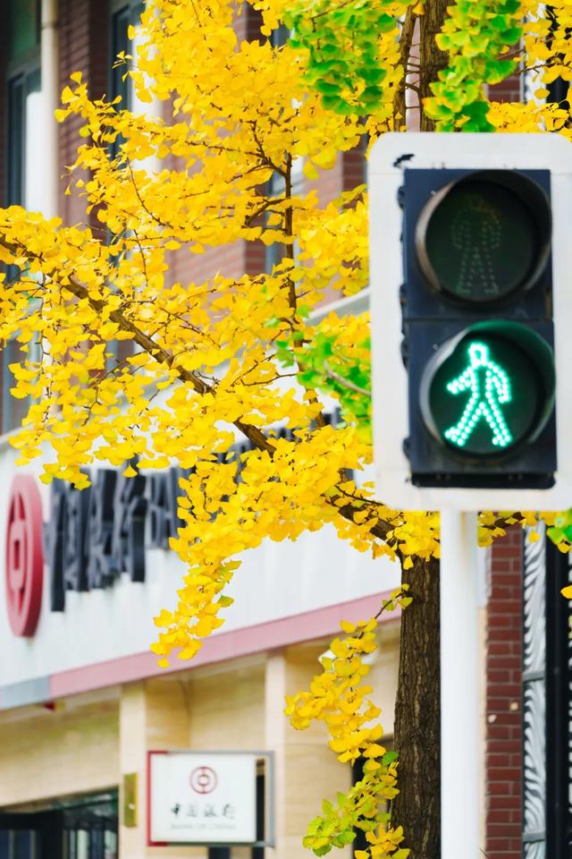 邂逅金黄，郫都初冬的银杏图鉴