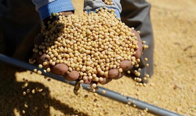 巴西大豆价格再上涨1.15%！中国买家按下暂停键，巴西大豆还买吗