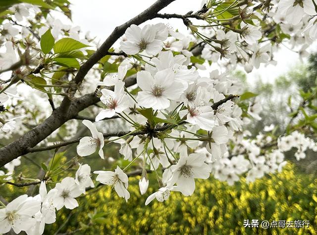 成都城区最大规模白樱花开了，满树繁华，超级壮观，还免费！