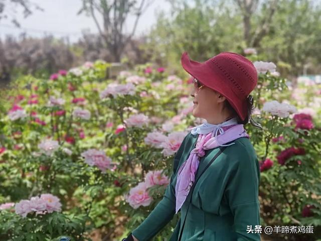 做几天洛阳人——游河南洛阳赏牡丹芬芳 总体概述(四)
