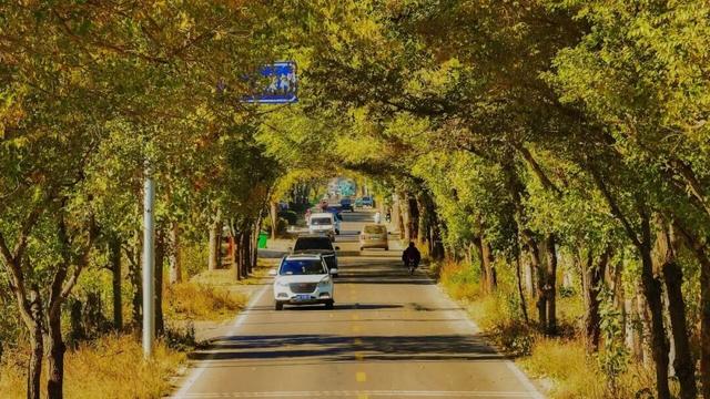 奇妙！这里开车是在树洞中穿行