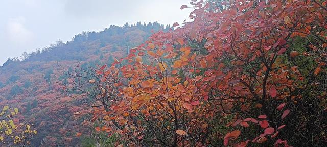 骊山红叶似火 车辆行人如织
