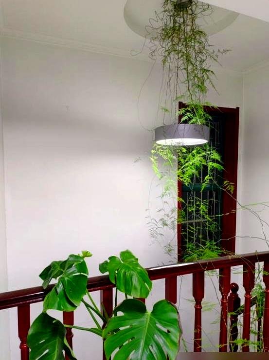 “阴花不能进阳宅”。家里若有这5种花,请赶紧“搬出去”！