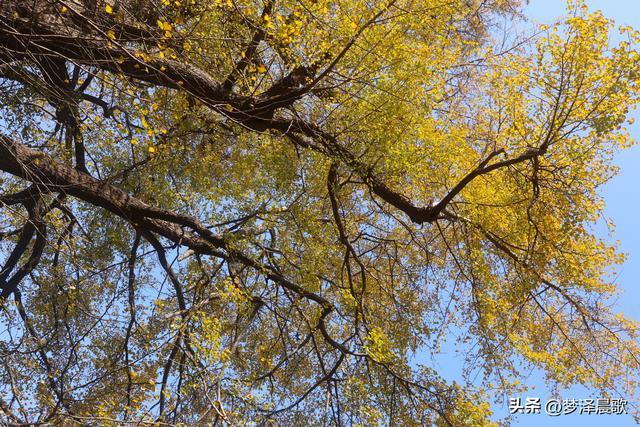 安陆：当银杏遇见芦苇 画框里的诗与远方