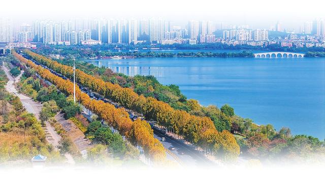 图说岳阳丨初冬已至秋未央 一城金色半城诗
