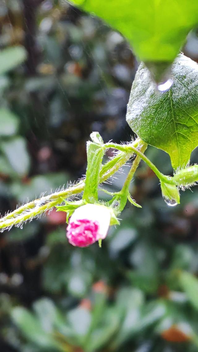 绝美的雨中花
