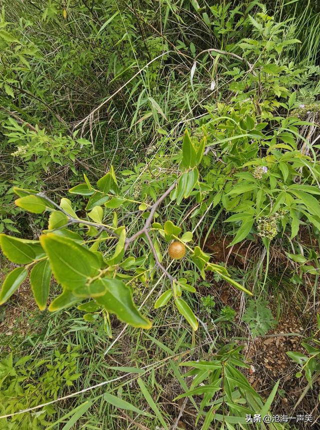 秋季到了，始祖山的小酸枣渐渐变红了，登山的人们脸也红了