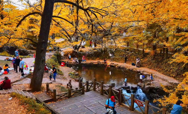 比银杏村静谧！贵州低调千年古村，被誉为“世界银杏之乡”