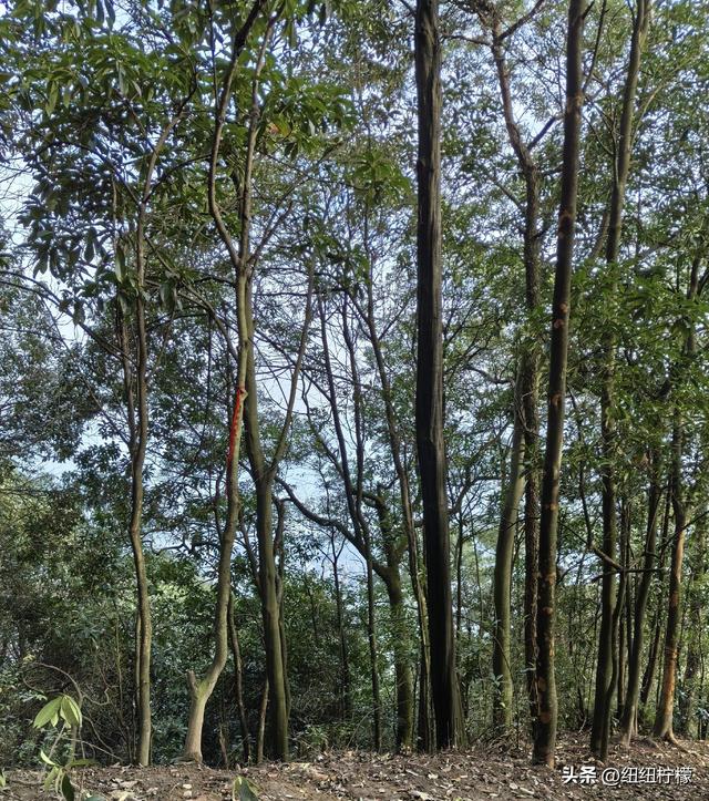 户外徒步之挑战缙云九峰，从健身梯道到狮子峰，走了四小时