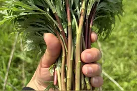 三月必尝的野菜之王，一排毒，二护眼，三助眠，四健脾，不懂可惜图片
