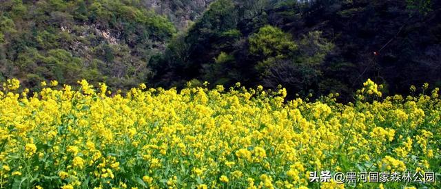 秋天的第一场旅行，在黑河给你安排！