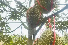 填补市场空白！三亚国产榴莲错峰挂果测试成功图片
