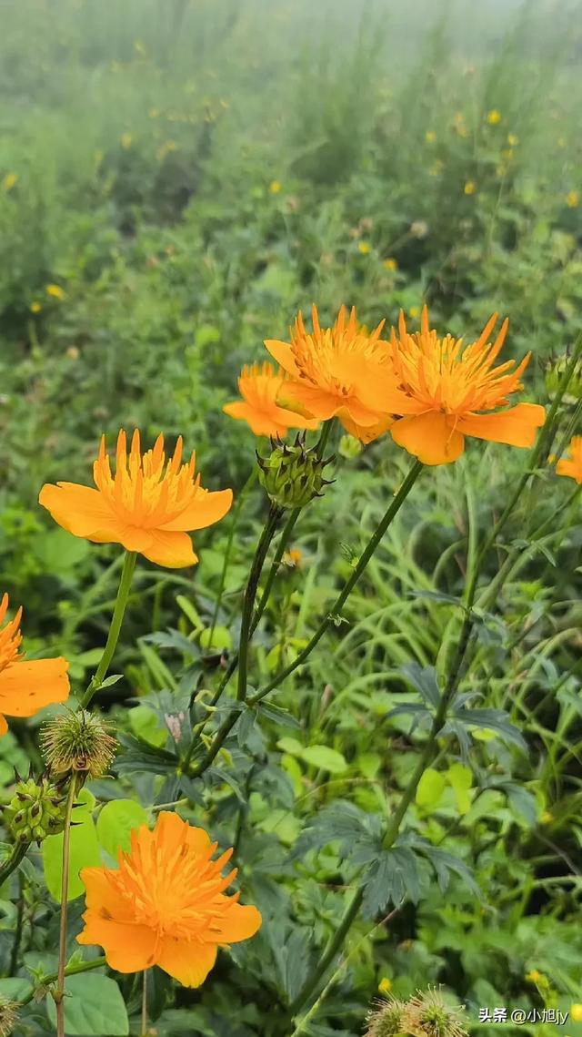 再登辽阳千米高峰白云山，云雾弥漫，金莲花盛开