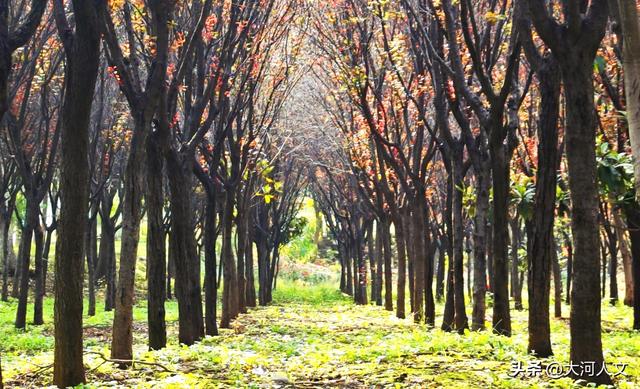 焦作生态植物园：限定浪漫，只有秋日