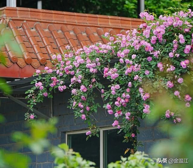 50年时光，终成“最美梧桐大道”→