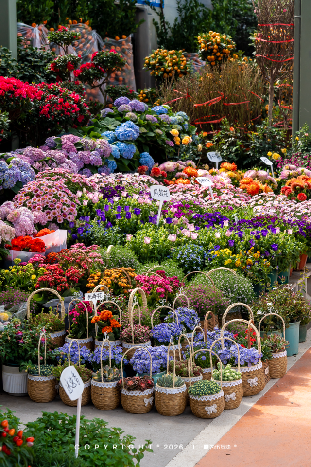 “马”上逛花街！珠海20年老花市焕新登场，新春打卡攻略速收！