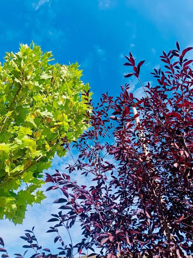 这么好看，不愧是遮阳山的秋天！