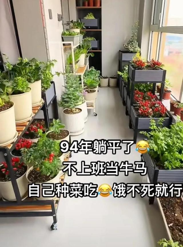 山东女子用200个矿泉水瓶在封闭阳台实现了蔬菜自由，网友:太牛了