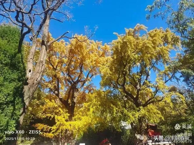 青岛崂山华严寺:山海间的禅意清响|申艳娟