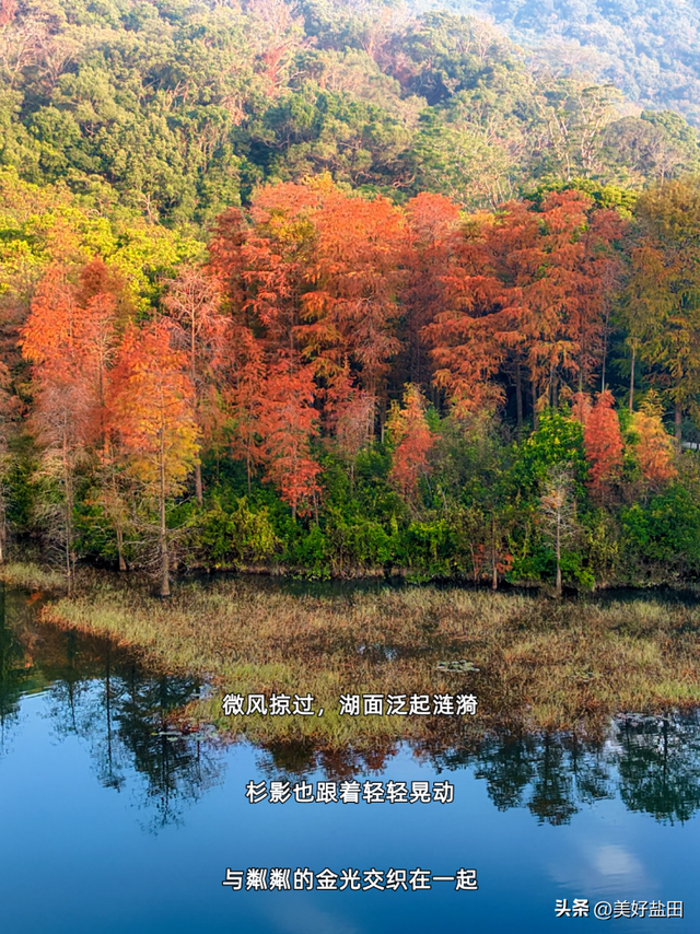 冬日限定！这里的落羽杉美出电影质感