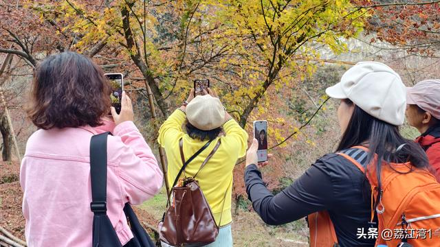 蓝山谷记：与十万株红枫的相遇