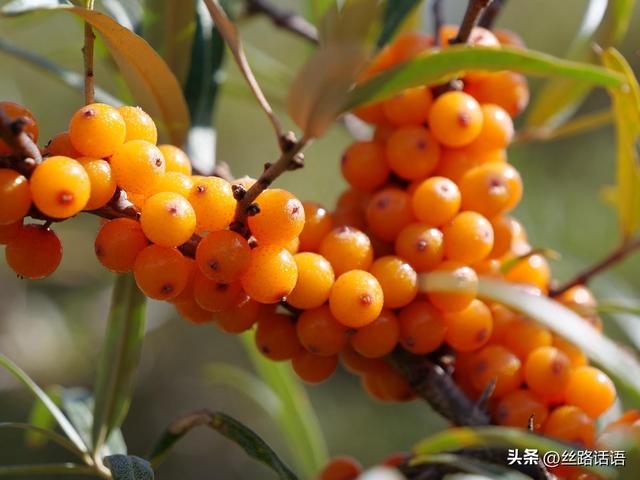 图集丨秋色斑斓 步入绿野仙踪的秘境——焉支山
