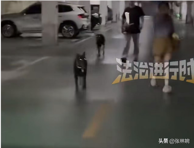 丹阳车库杜宾犬后续！报警却被要求删除视频，狗主人硬刚网友！